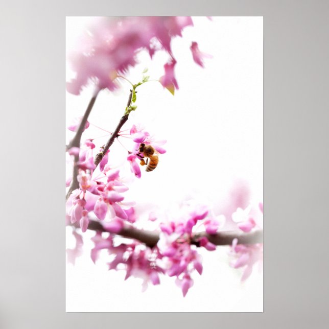 Affiche Cercis et abeille à miel au printemps (Devant)