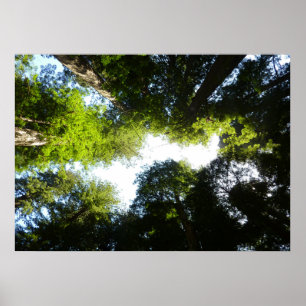 Affiche Cercle de séquoias à Redwood National Park