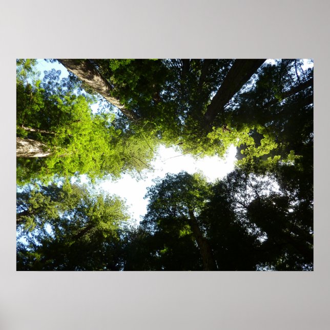 Affiche Cercle de séquoias à Redwood National Park (Devant)