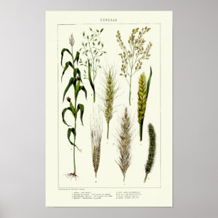 Affiche Céréales anciennes Blé, Seigle, Orge, Avoine