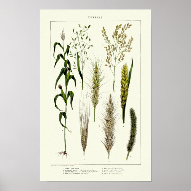 Affiche Céréales anciennes Blé, Seigle, Orge, Avoine (Devant)