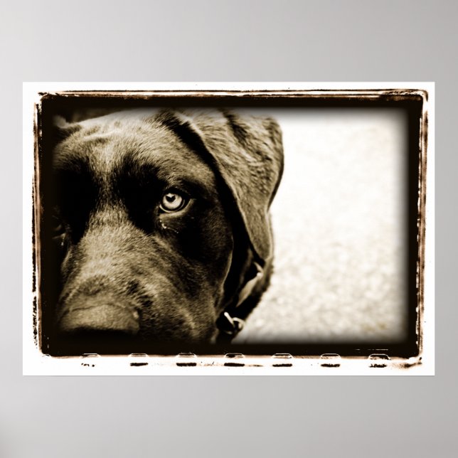 Affiche Cerebellum atomique : Stray (Devant)