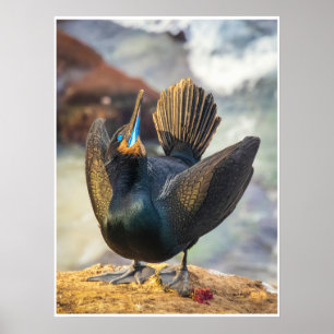 Affiche Cérémonie de la mer : Cormoran en photo d'expositi