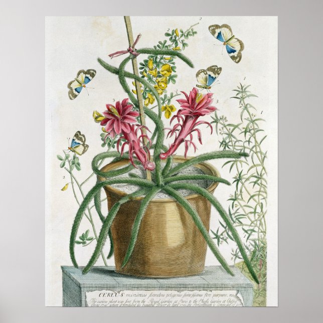 Affiche Cereus Minimus, c.1745 (coloured litho) (Devant)