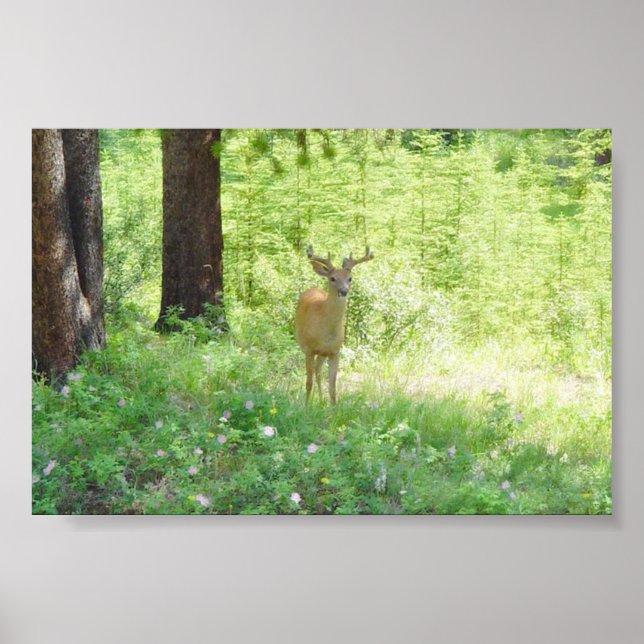 Affiche Cerf (Devant)
