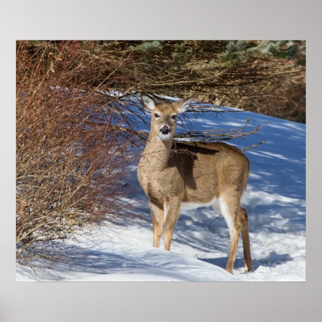 Affiche Cerf À La Neige Et À La Brosse (Devant)