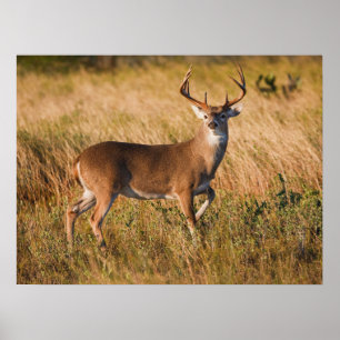 Affiche Cerf à queue blanche Automne au TX