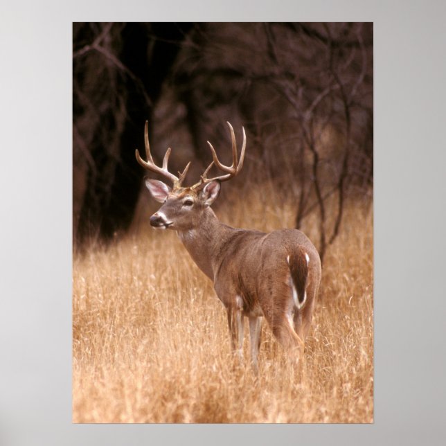 Affiche Cerf à queue blanche | Choke Canyon State Park, TX (Devant)