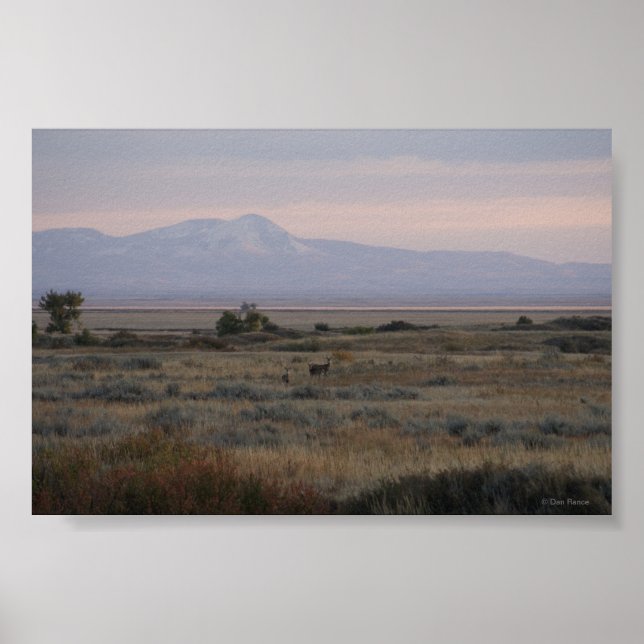 Affiche Cerf à queue blanche D10 Sweet Grass Hills (Devant)