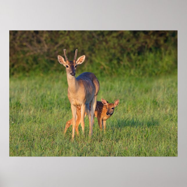 Affiche Cerf à queue blanche | Habitat herbeux (Devant)