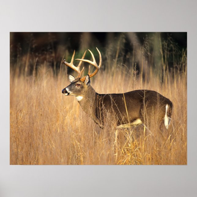Affiche Cerf à queue blanche | Smoky Mountains Tennessee (Devant)