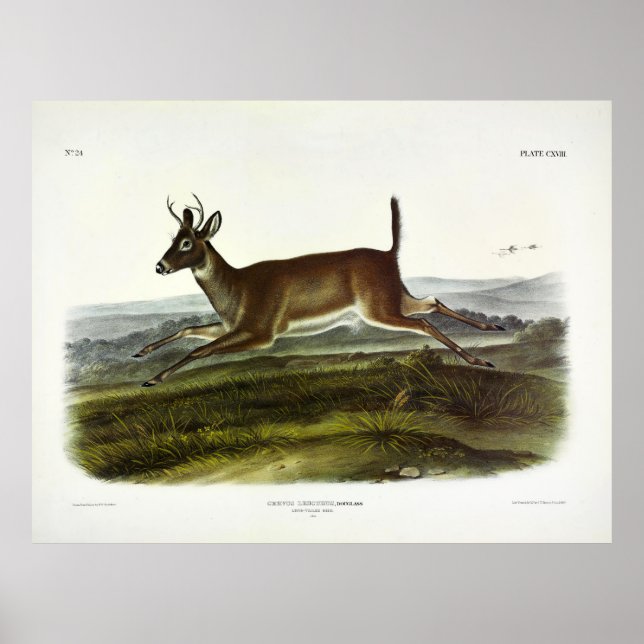 Affiche Cerf à queue longue, ou cerf à queue blanche colom (Devant)