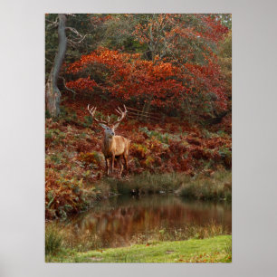 Affiche Cerf aux couleurs de l'automne
