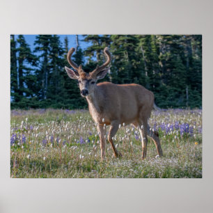 Affiche Cerf Blacktail Buck Parc national Olympique