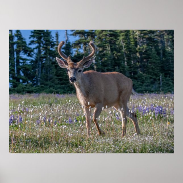 Affiche Cerf Blacktail Buck | Parc national Olympique (Devant)
