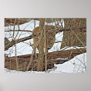 Affiche Cerf Blanc En Neige