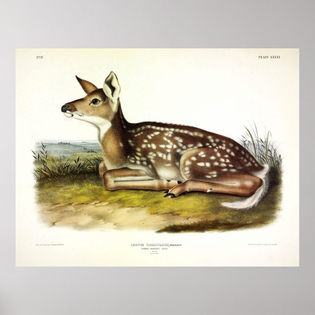 Affiche Cerf d'Amérique (à queue blanche), fawn, Audubon (Devant)