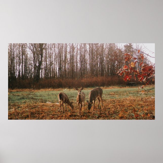 Affiche Cerf d'automne (Devant)