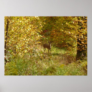 Affiche Cerf de Pennsylvanie en automne