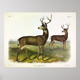 Affiche Cerf de Virginie, Blacktail, par Audubon