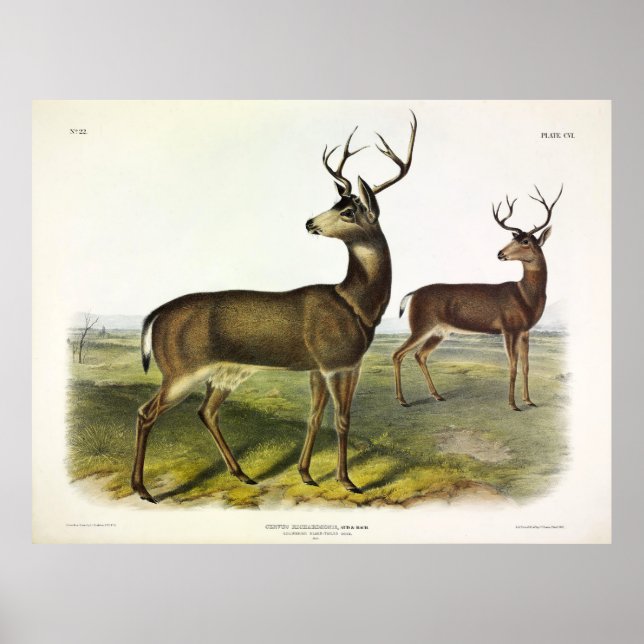 Affiche Cerf de Virginie, Blacktail, par Audubon (Devant)