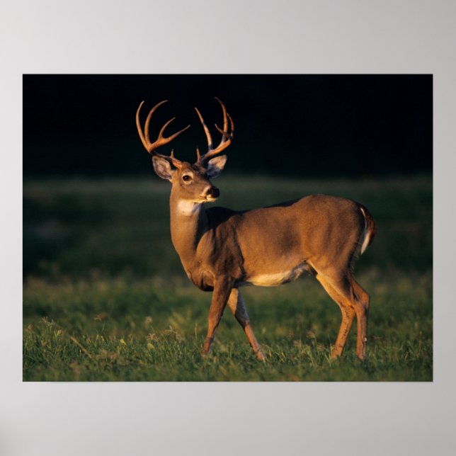 Affiche Cerf de Virginie | Choke Canyon State Park, TX (Devant)