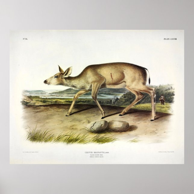 Affiche Cerf de Virginie, Mule Deer par Audubon (Devant)