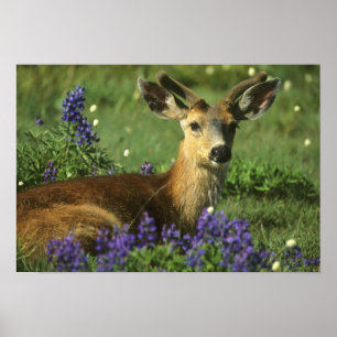 Affiche Cerf de Virginie (Odocoileus hemionus), in
