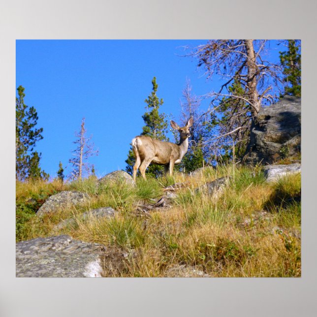 Affiche Cerf des Montagnes Rocheuses (Devant)