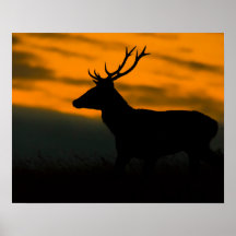 Cerf élaphe Silhouette de cerf au coucher du solei