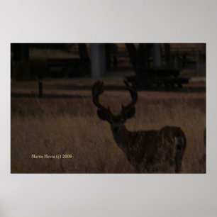 Affiche Cerf en herbe sèche (3)