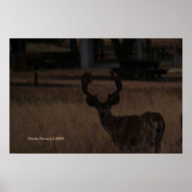 Affiche Cerf en herbe sèche (3) (Devant)