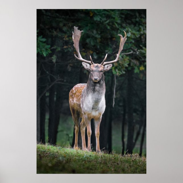 Affiche Cerf en jachère (Devant)