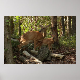 Affiche Cerf et Biche au Parc National de Shenandoah
