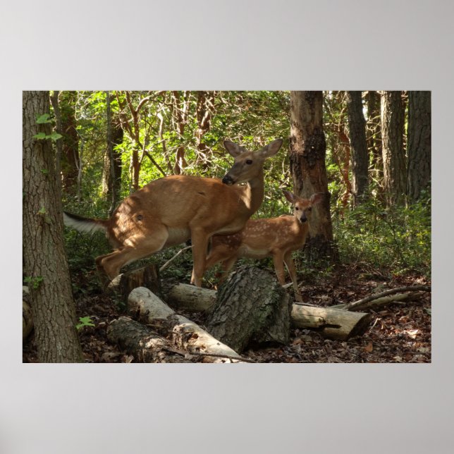 Affiche Cerf et Biche au Parc National de Shenandoah (Devant)