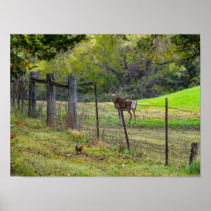 Affiche Cerf Et Écureuil