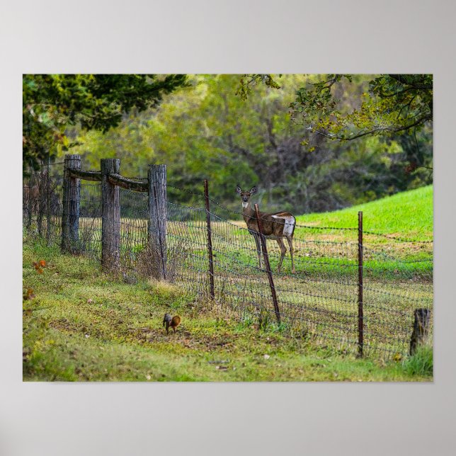 Affiche Cerf Et Écureuil (Devant)