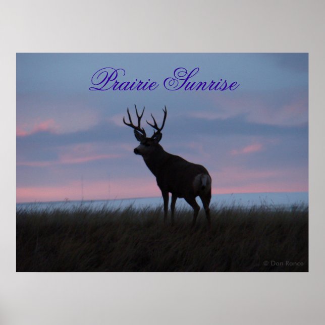 Affiche Cerf Mule D3 Lever du Soleil Buck (Devant)