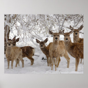 Affiche Cerf Mule Wyoming