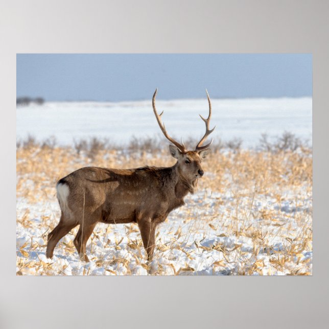Affiche Cerf Sika dans un champ enneigé | Japon (Devant)