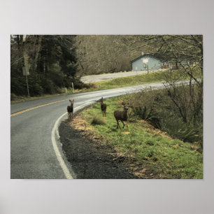 Affiche Cerf sur la route, Cap Déception, WA