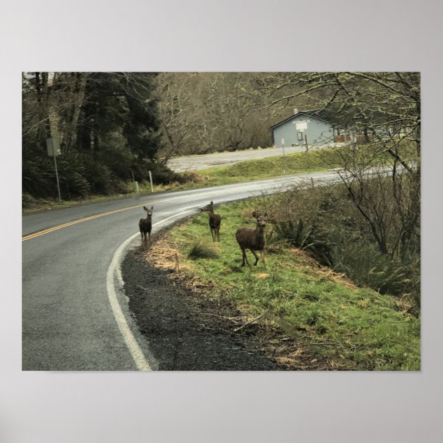 Affiche Cerf sur la route, Cap Déception, WA (Devant)