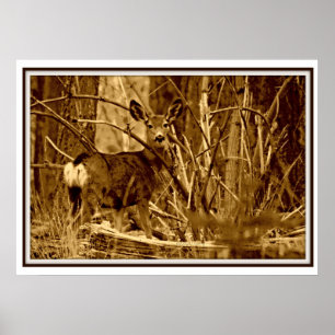 Affiche Cerfs communs de mule : Daine