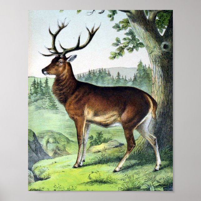 Affiche Cerfs et rennes (Devant)