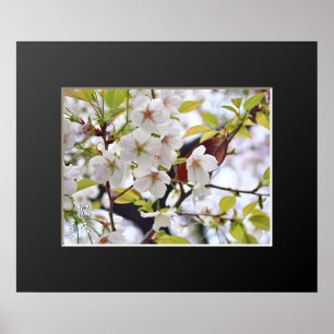 Affiche Cerise en fleurs : Hotate