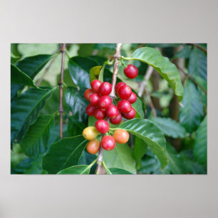 Affiche Cerises de café Kona en maturation, Hawaï