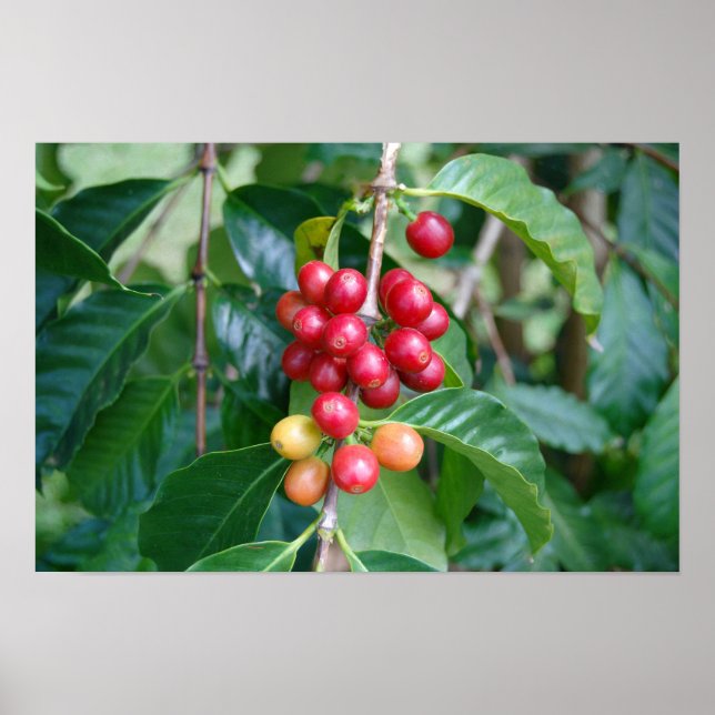 Affiche Cerises de café Kona en maturation, Hawaï (Devant)