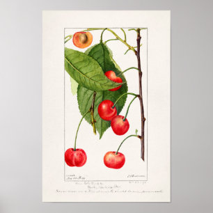 Affiche Cerises (Prunus Avium) Aquarelle de fruits Peintur