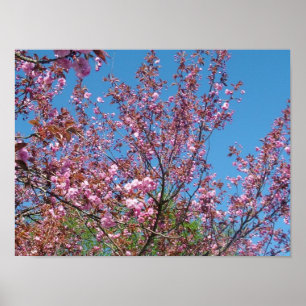 Affiche cerisier de printemps en fleurs dans le ciel bleu