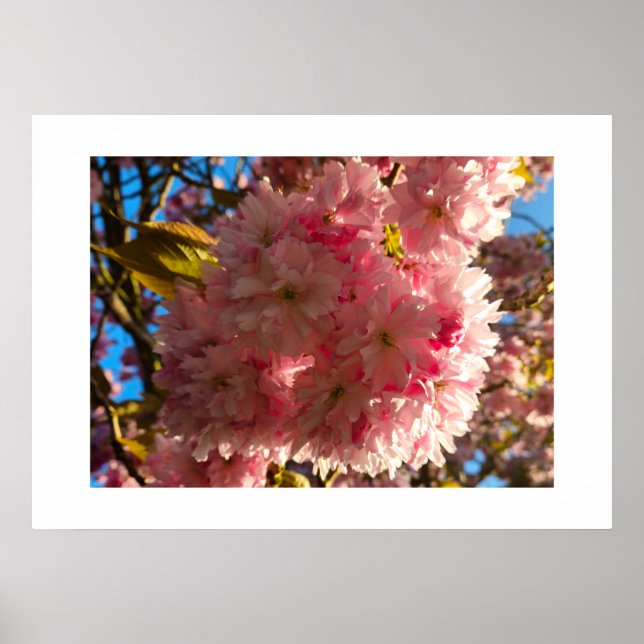 Affiche Cerisier en fleurs  (Devant)